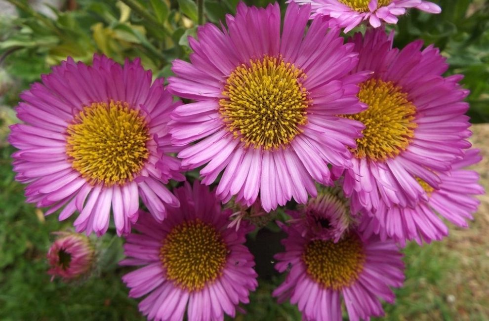 Многолетние цветы (ТОП-50 видов): садовый каталог для дачи с фото и названиями | Видео + Отзывы