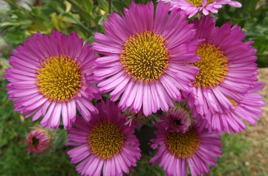 Многолетние цветы (ТОП-50 видов): садовый каталог для дачи с фото и названиями | Видео + Отзывы