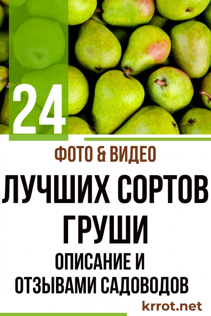 Груша - Описание 24 Лучших Сортов, Отзывы Садоводов | Фото