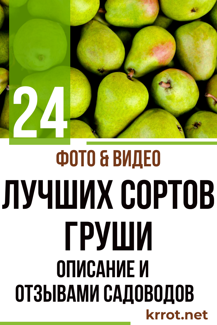 Груша - Описание 24 Лучших Сортов, Отзывы Садоводов | Фото