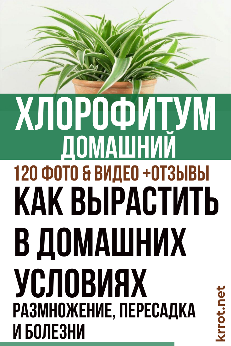 Хлорофитум: Описание, Уход, Пересадка (120 Фото) - КРОТ.net