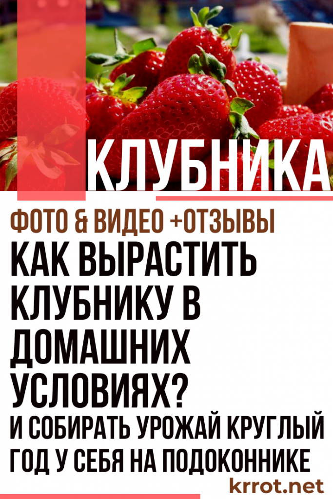 Клубника - в Открытом Грунте и в Теплице: Выращивание и Уход