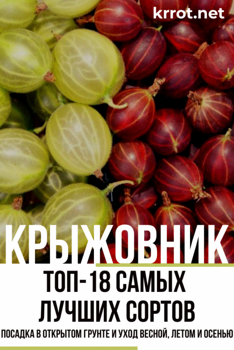 Крыжовник: Описание 20 Лучших Сортов с Фото и Отзывами