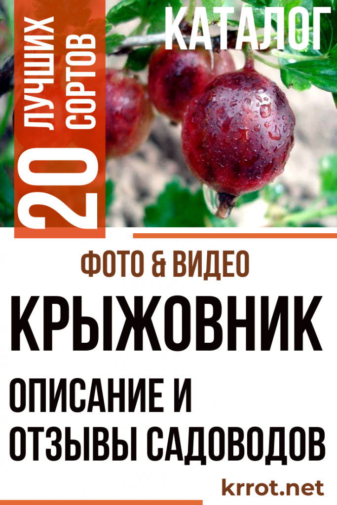 Крыжовник: Описание 20 Лучших Сортов с Фото и Отзывами