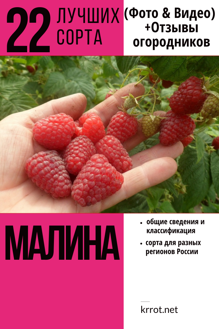 22 Лучших Сортов Малины: Описание, Характеристики | +Отзывы
