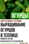 Огурцы
