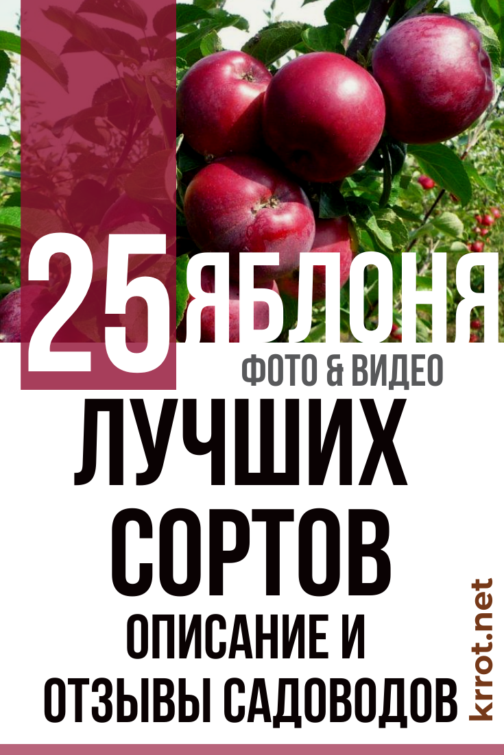 Яблоня - Описание 25 Лучших Сортов с Отзывами о них (Фото)