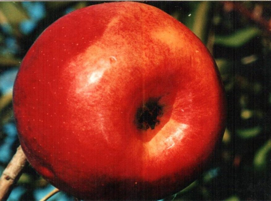 Джонатан яблоня