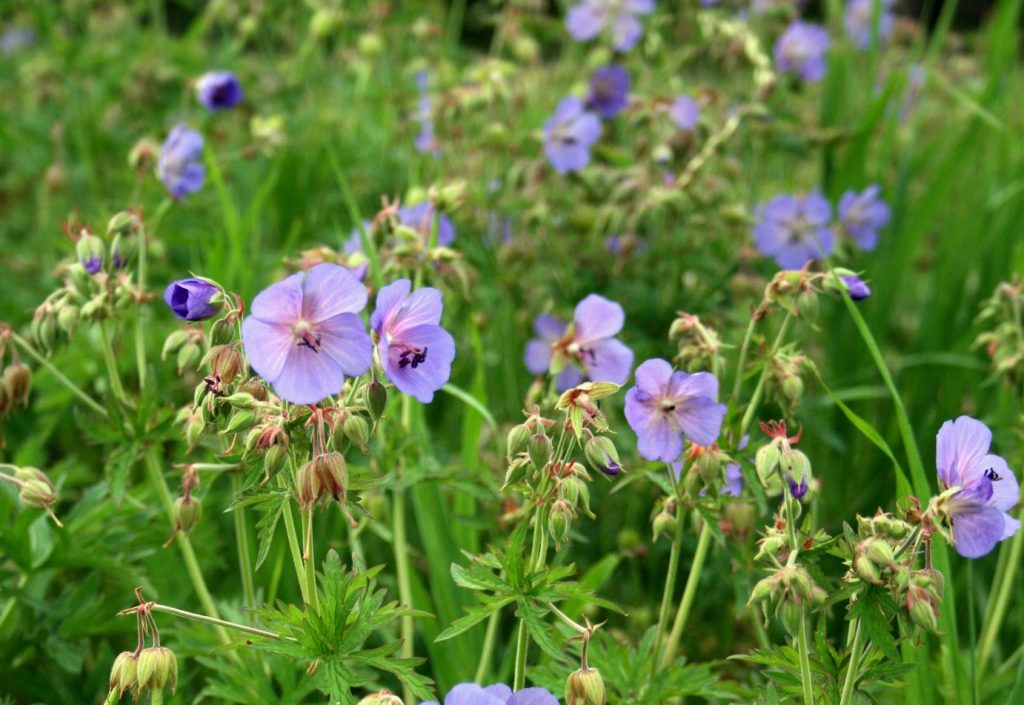 Многолетние цветы (ТОП-50 видов): садовый каталог для дачи с фото и названиями | Видео + Отзывы