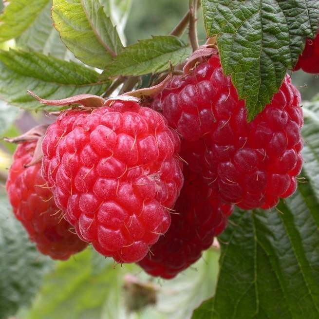 сорт геракл