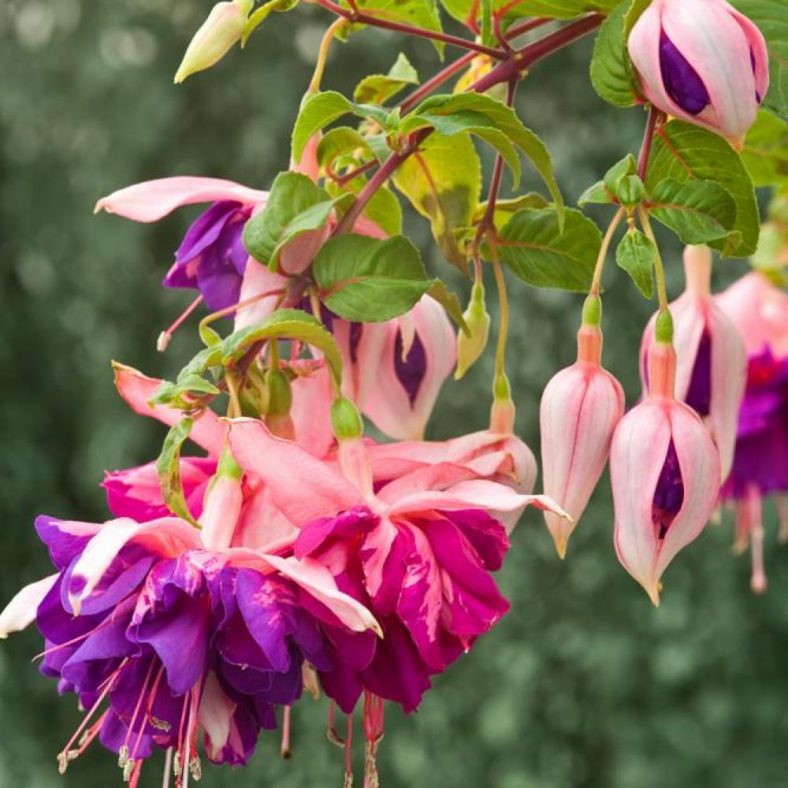 Фуксия (50+ Фото) - Выращивание, Уход, Размножение +Отзывы