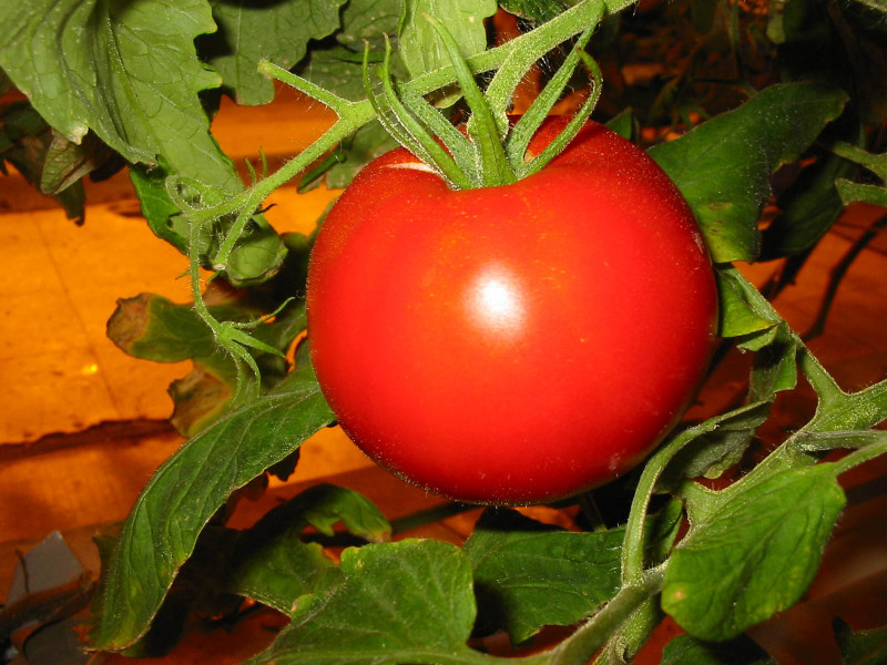 Сорт томатов Поиск