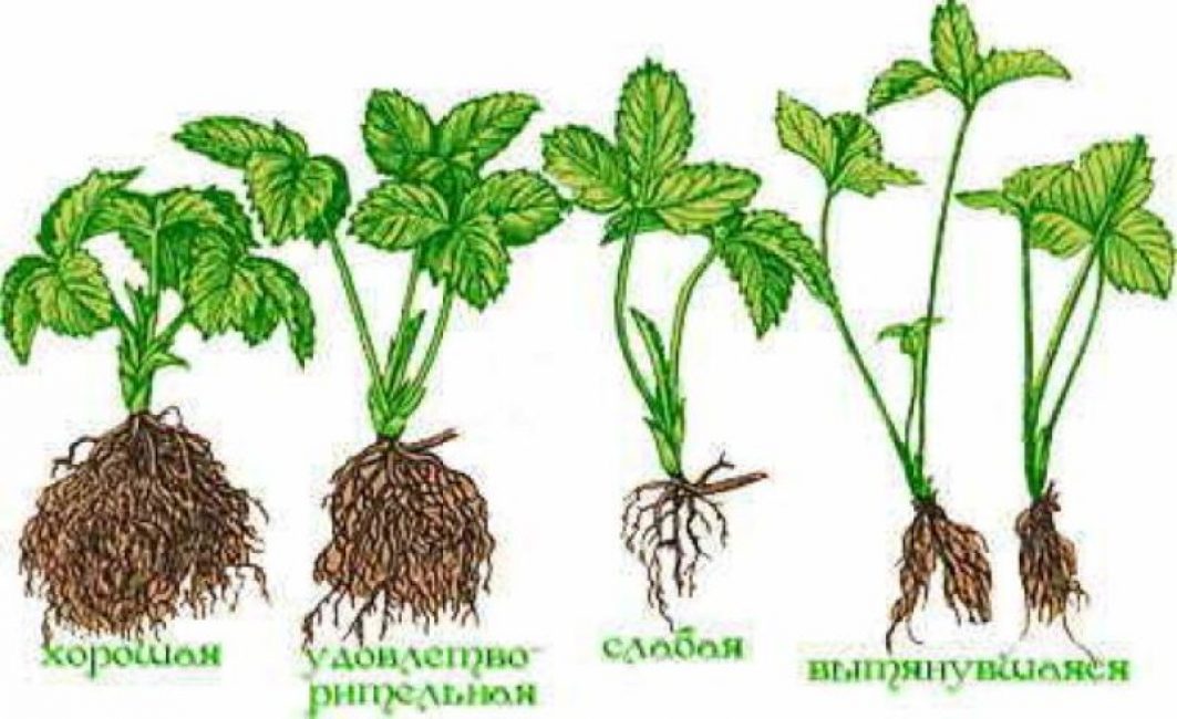 Созревание клубники от цветения до созревания картинки