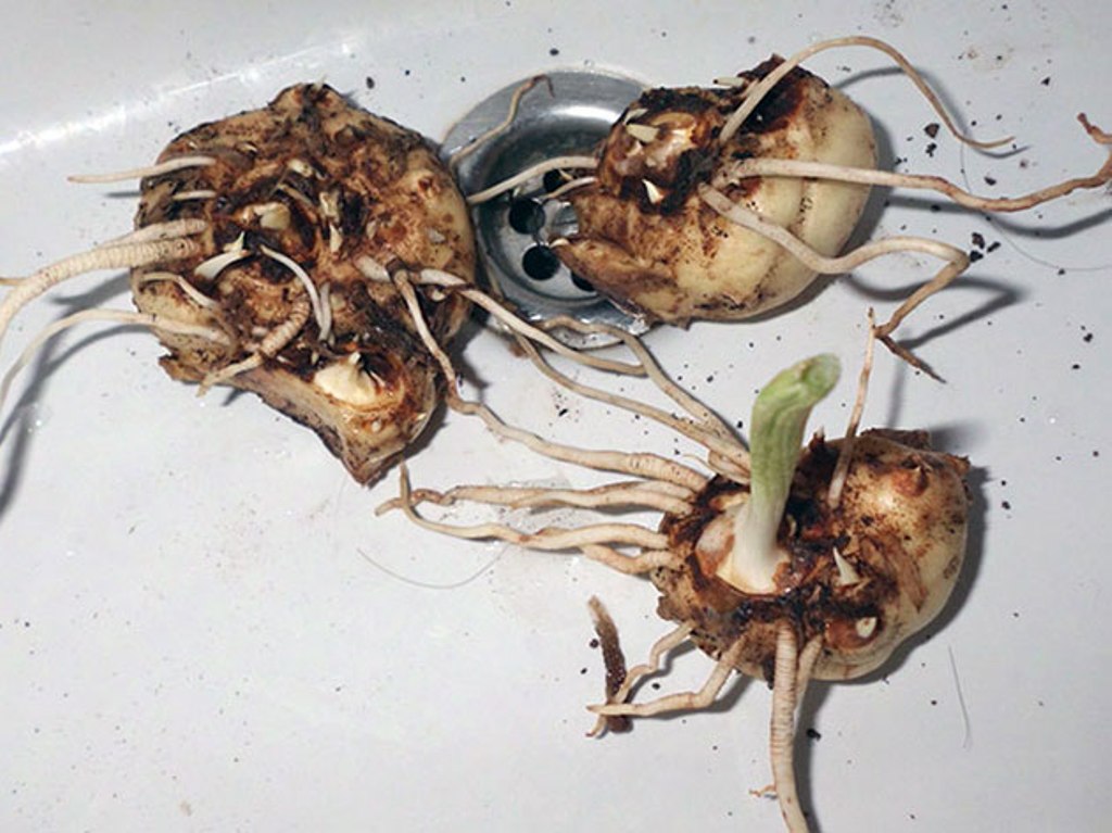 Как вырастить каллу из луковицы