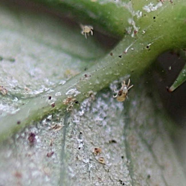 Паутинный клещ на листке пуансетии