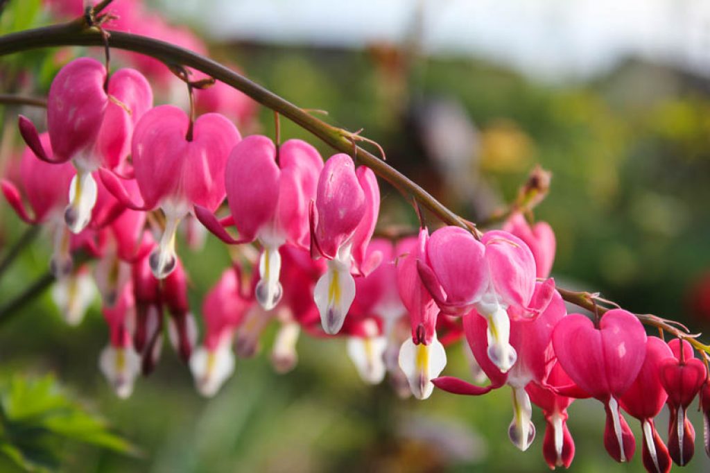 Дицентра. Дицентра великолепная (Dicentra spectabilis). Растение дицентра фото. Великолепная дицентра цветок фото. «Дицентра великолепная» или «кровоточащее сердце».