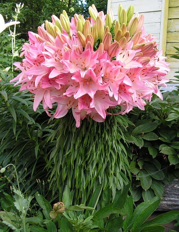 лилия Марлен