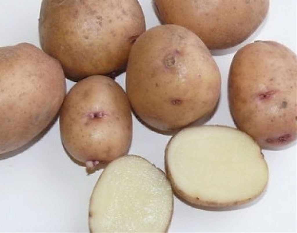 Картофель округлой формы. Картофель сорт Саровский. Сорт картофеля Сарма.