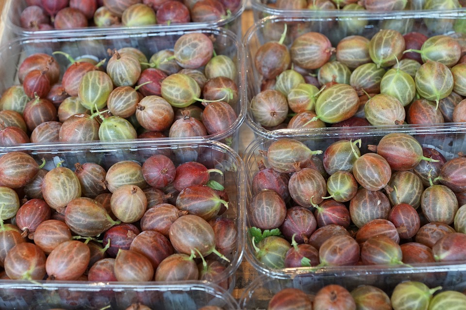 Собранные урожай крыжовника