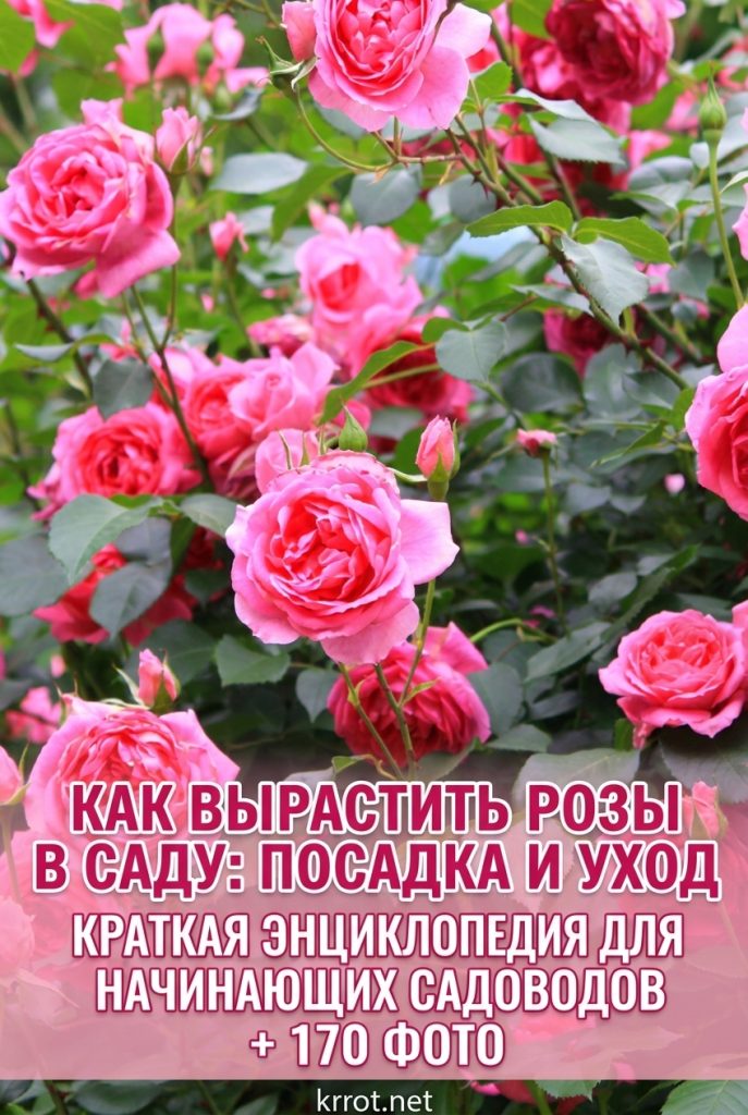 Розы
