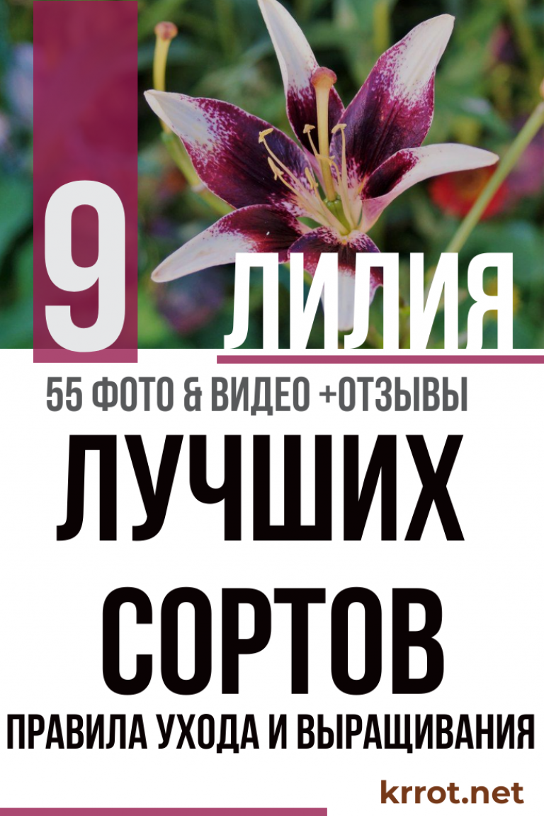 Лилия (55+ Фото) - Описание 9 Сортов, Выращивание +Отзывы