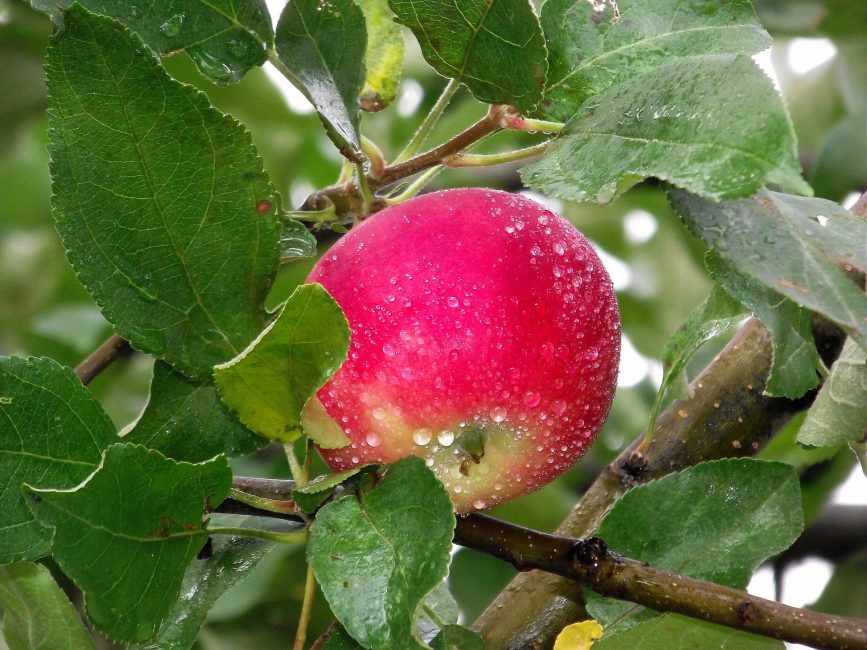 Яблоко покрытое росой