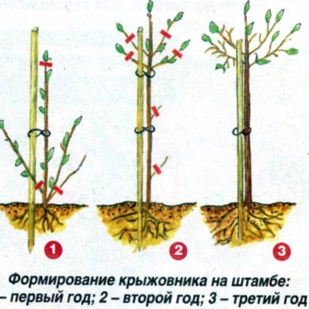 Формируем штамб смородины