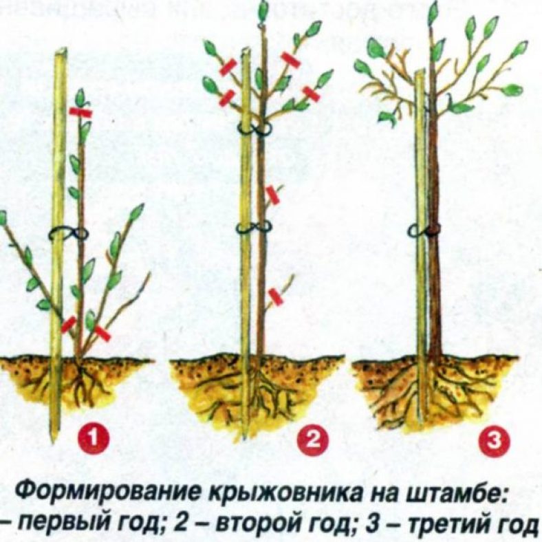 Крыжовник балет описание сорта фото