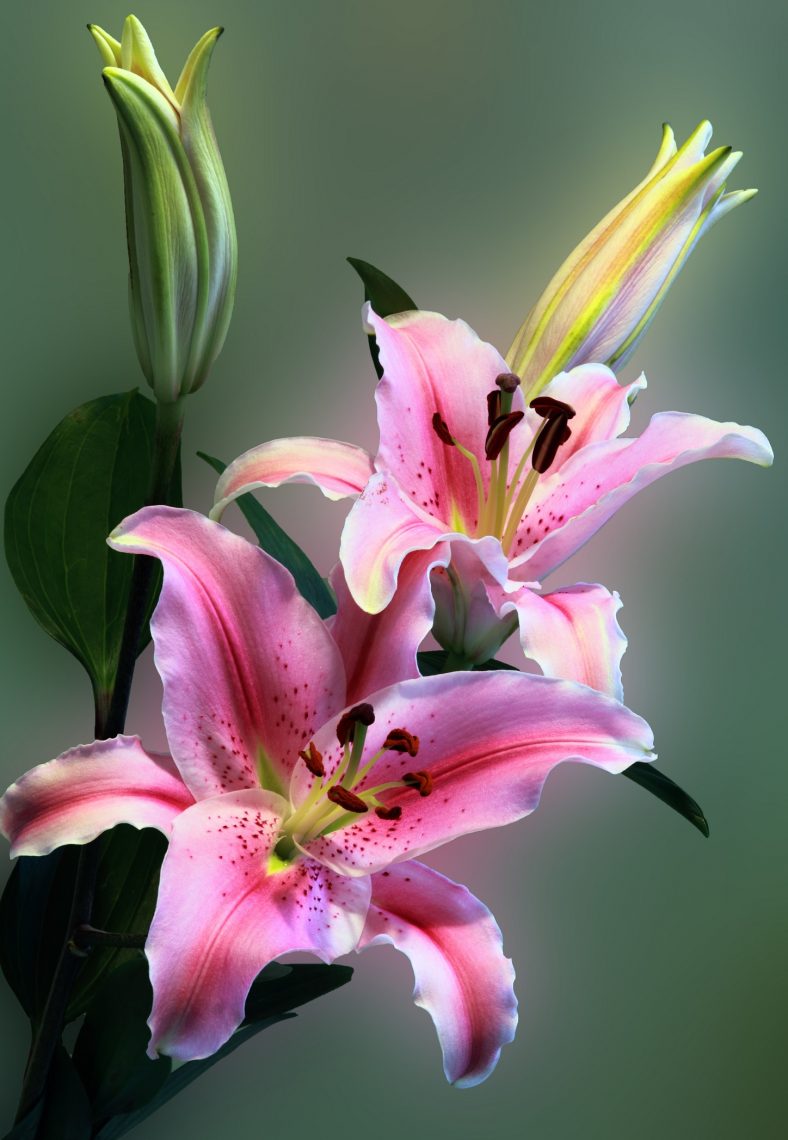 Фото лилии цветок высокого качества