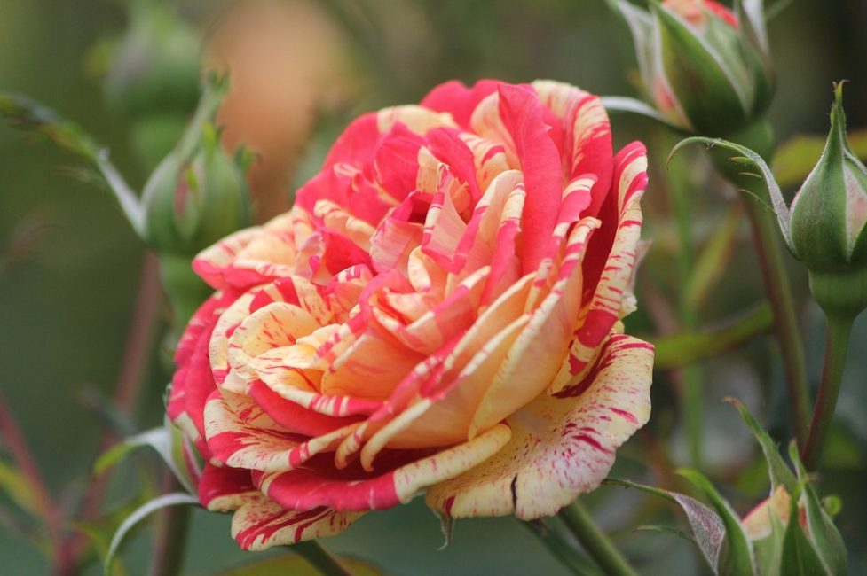 невероятно красивые расцветки роз.