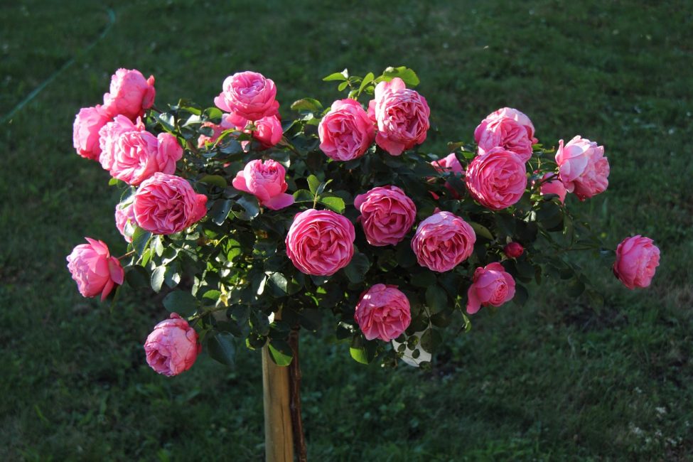 Кустик розовых роз 