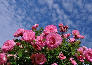 Как вырастить розы в своем саду: посадка и уход – краткая энциклопедия для начинающих садоводов (170 Фото)