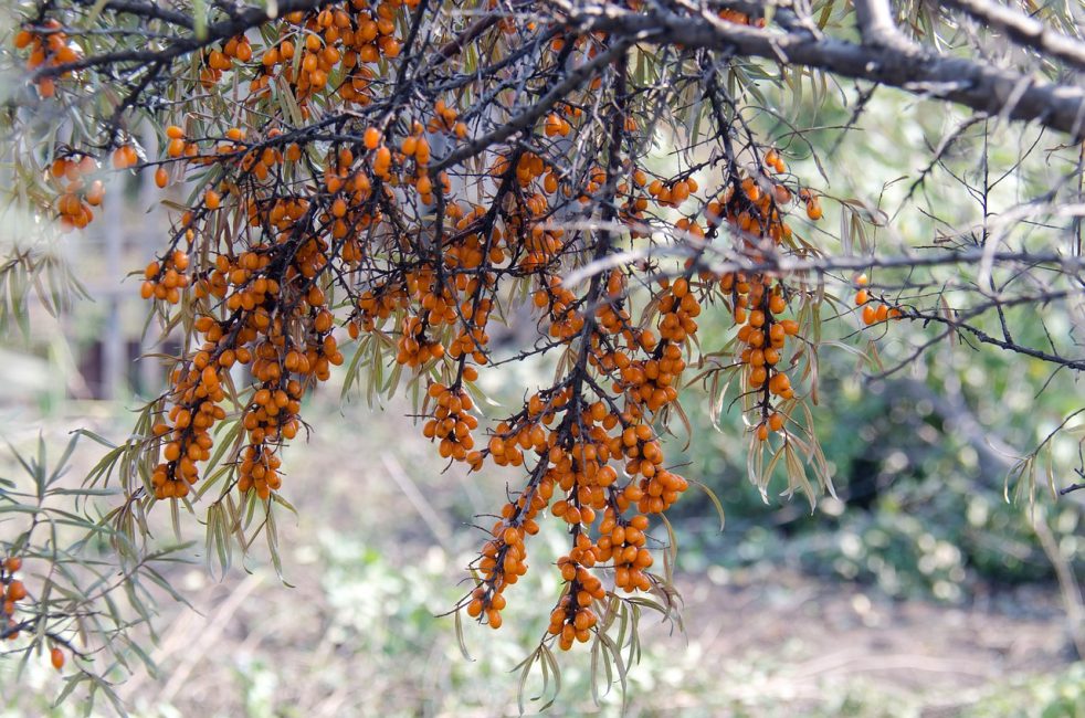 Облепиха кустарник