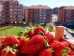 клубника в домашних условиях