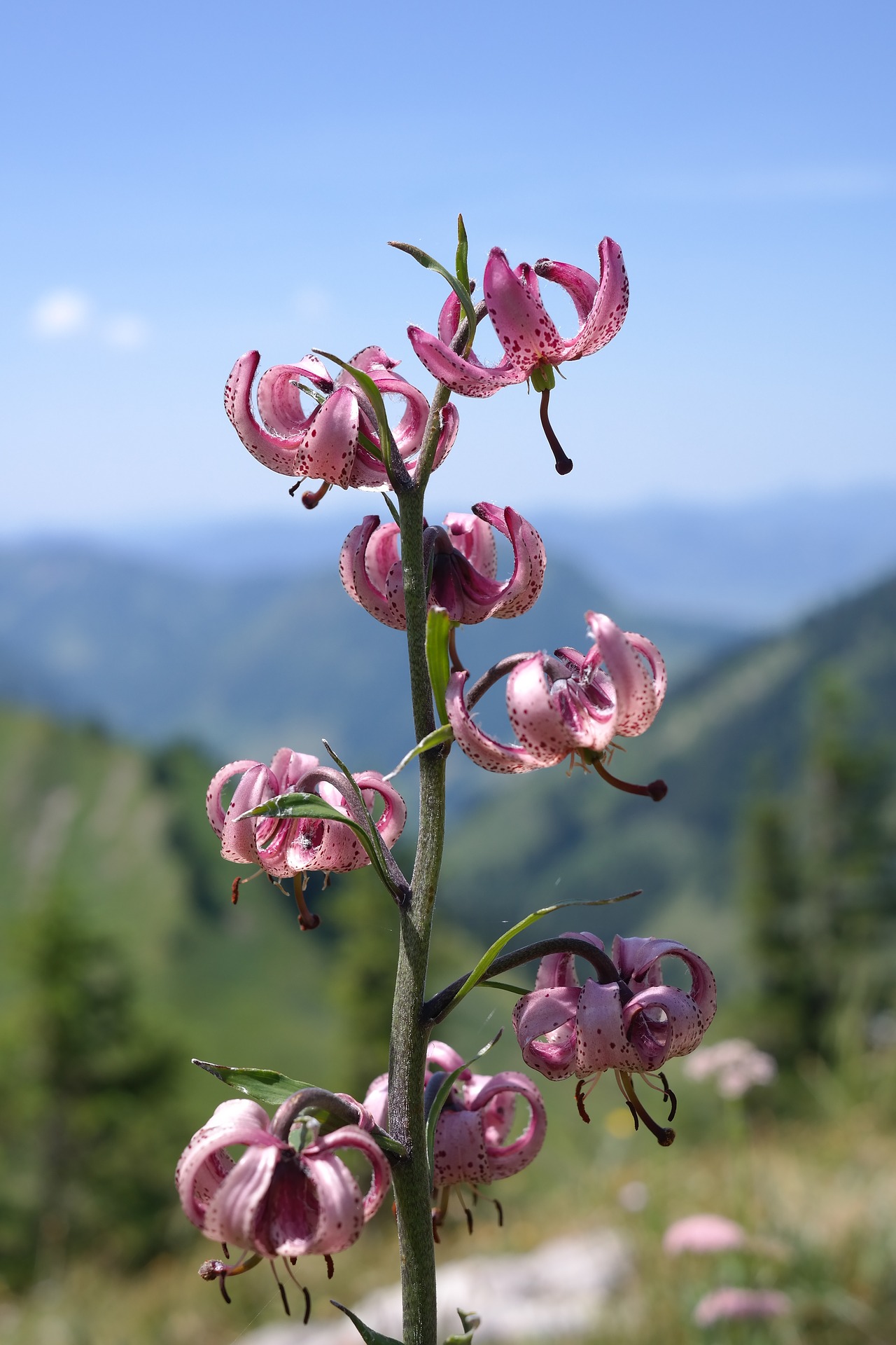 Кудреватая лилия