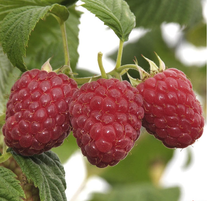 сорт полана