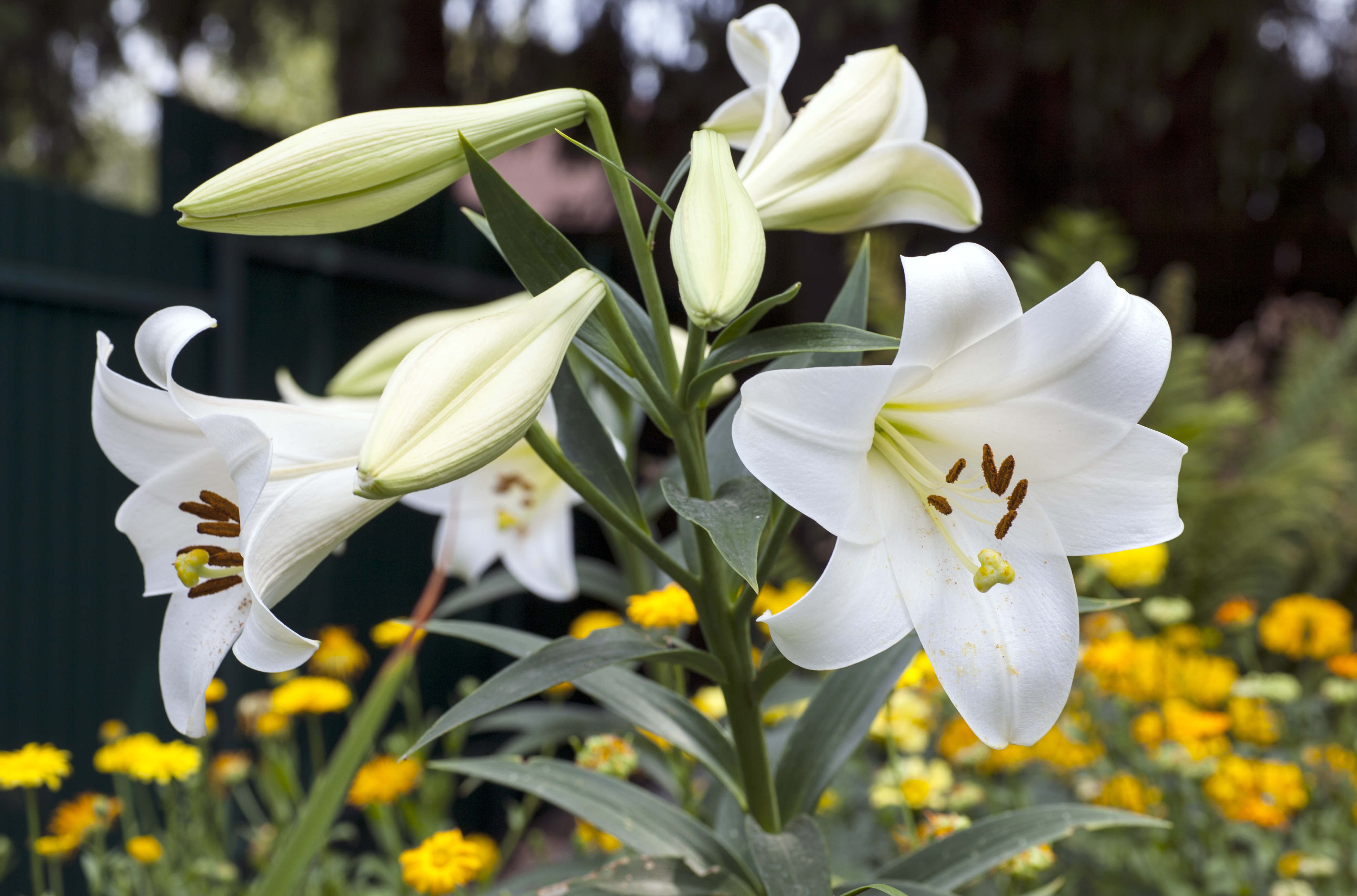 Лилия белоснежная (Lilium L.)