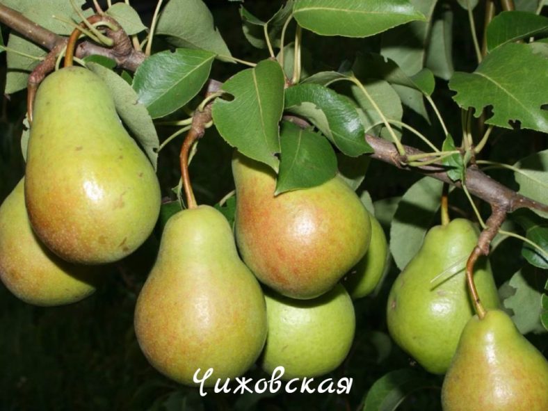 Груша - Описание 24 Лучших Сортов, Отзывы Садоводов | Фото