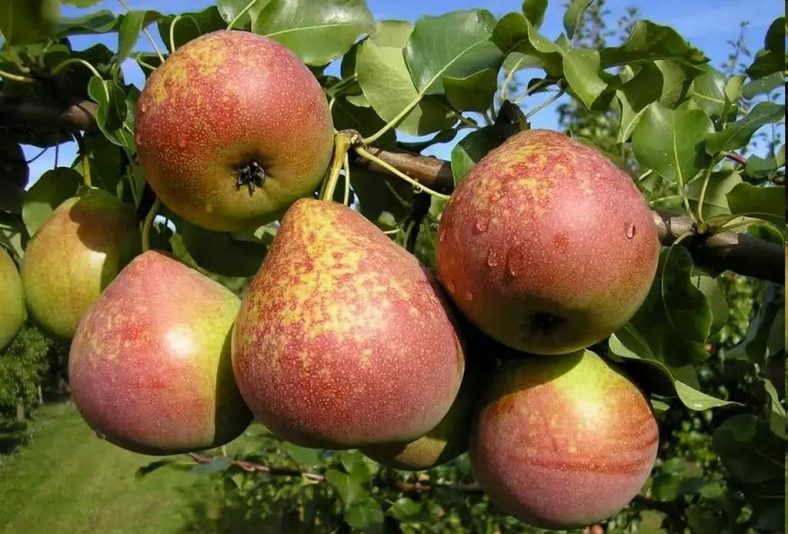 Груша - Описание 24 Лучших Сортов, Отзывы Садоводов | Фото