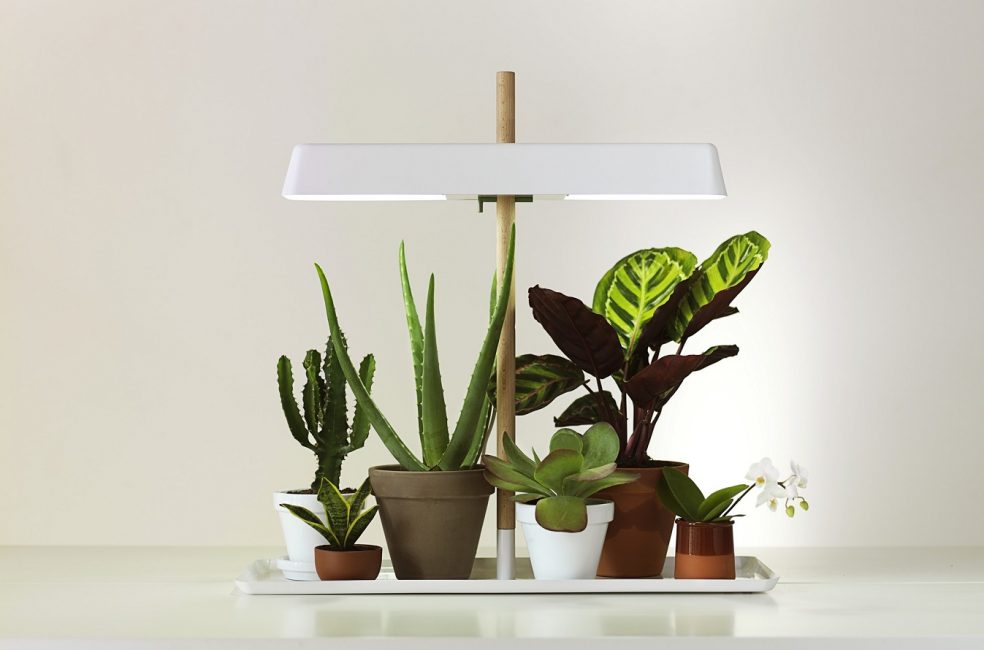 освещение для комнатных растений