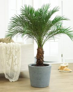 Финиковая пальма: особенности выращивания из косточки в домашних условиях, пересадка и уход | (50 Фото) +Отзывы