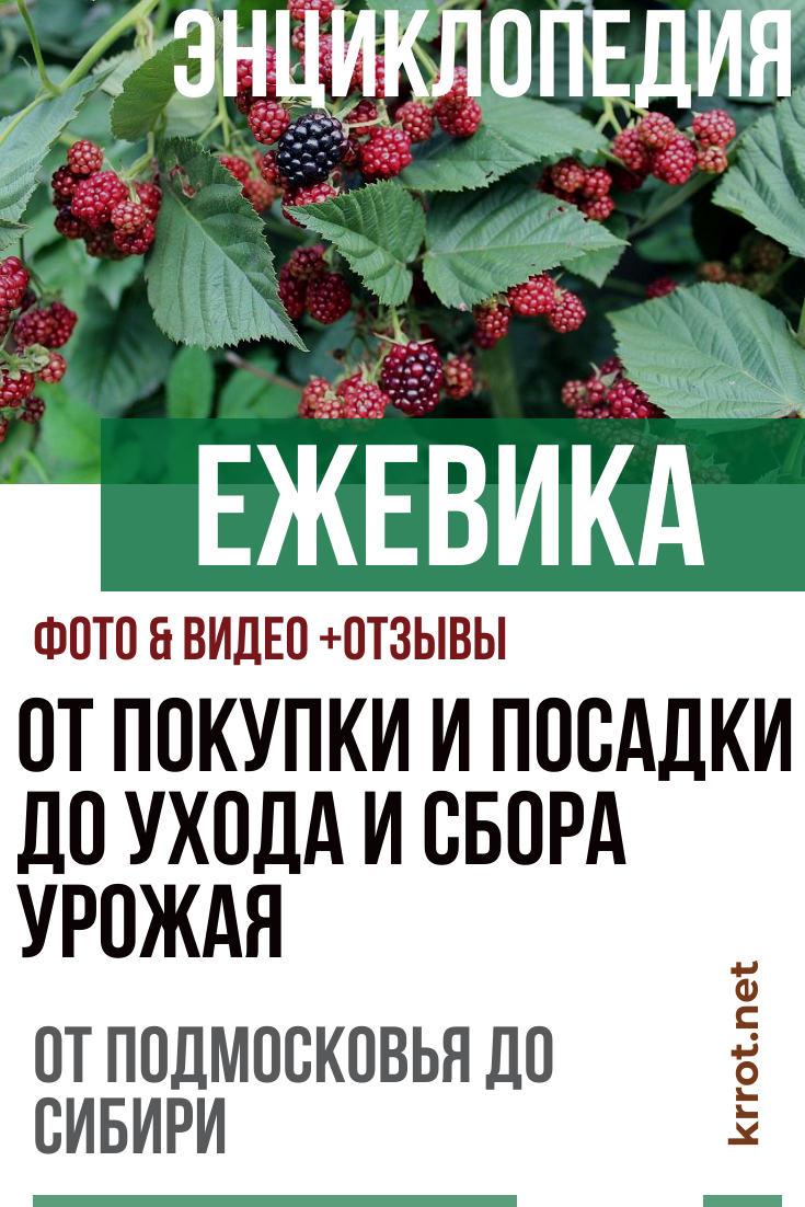 Ежевика: Описание 17 Лучших Сортов (30 Фото) +Отзывы