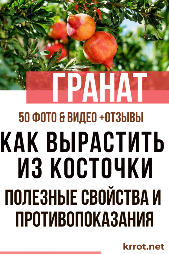 Гранат в Домашних Условиях: Выращивание, Уход, Болезни +Отзывы