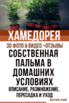 Пальма Хамедорея – описание, размножение, пересадка и уход в домашних условиях (30 Фото & Видео) +Отзывы Хамедорея домашняя