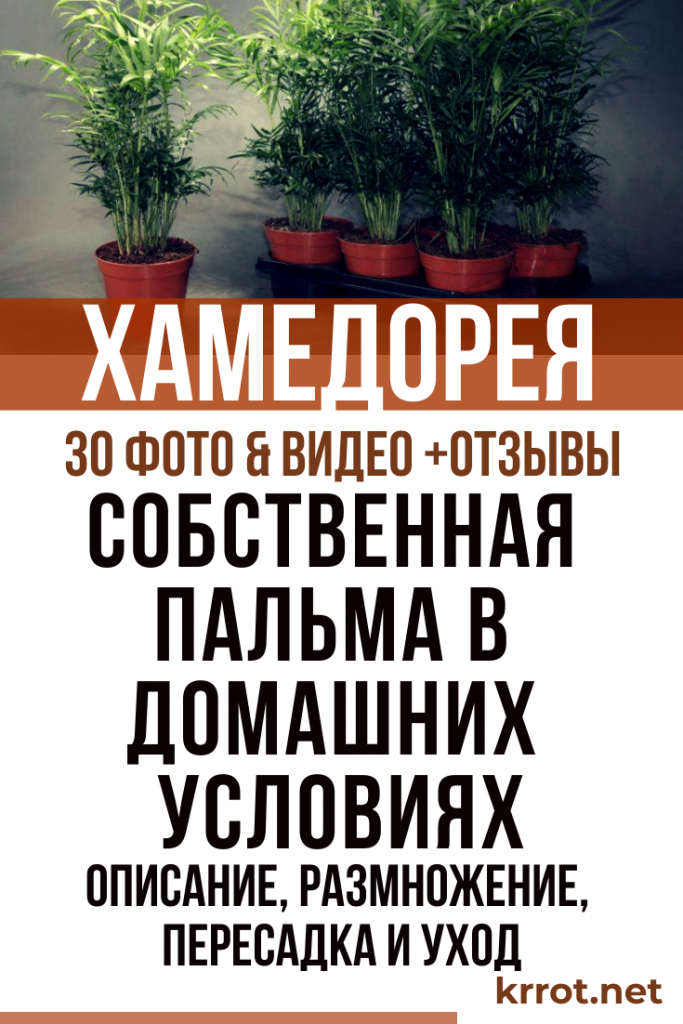 Хамедорея: 3 Вида, Уход, Размножение, Пересадка - KRROT.net