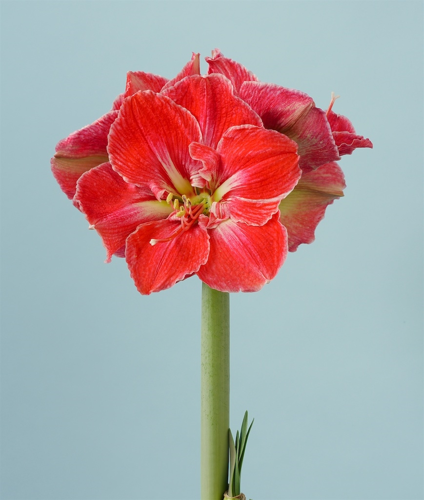 Гипер цветок фото гиппеаструм