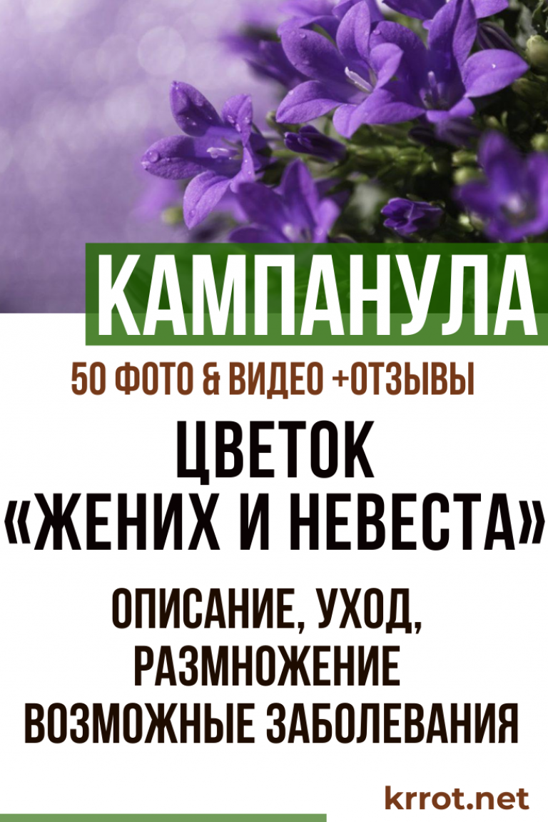 Цветок «Жених и Невеста» Описание, Уход (50 Фото) - Отзывы