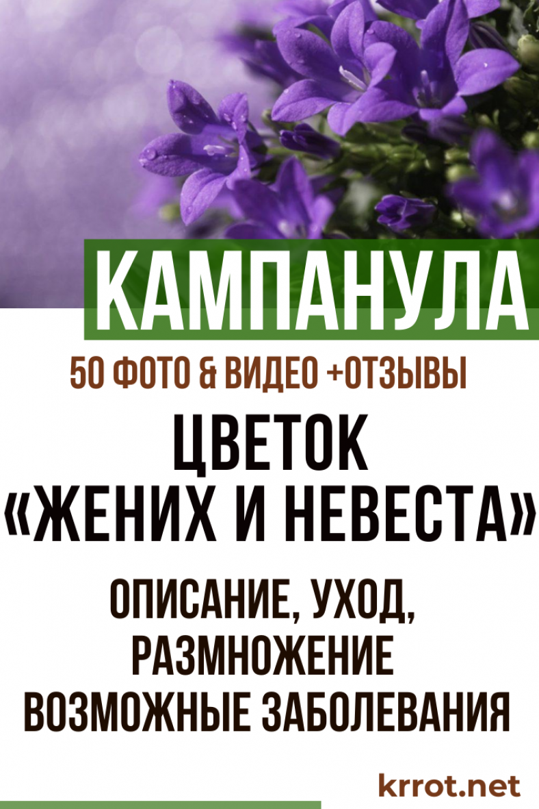 Цветок Жених И Невеста Купить В Челябинске