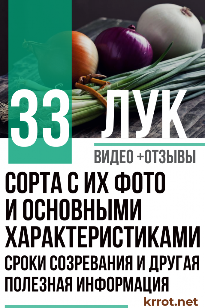 Лук - Описание 33 Сортов, Фото и Характеристика +Отзывы