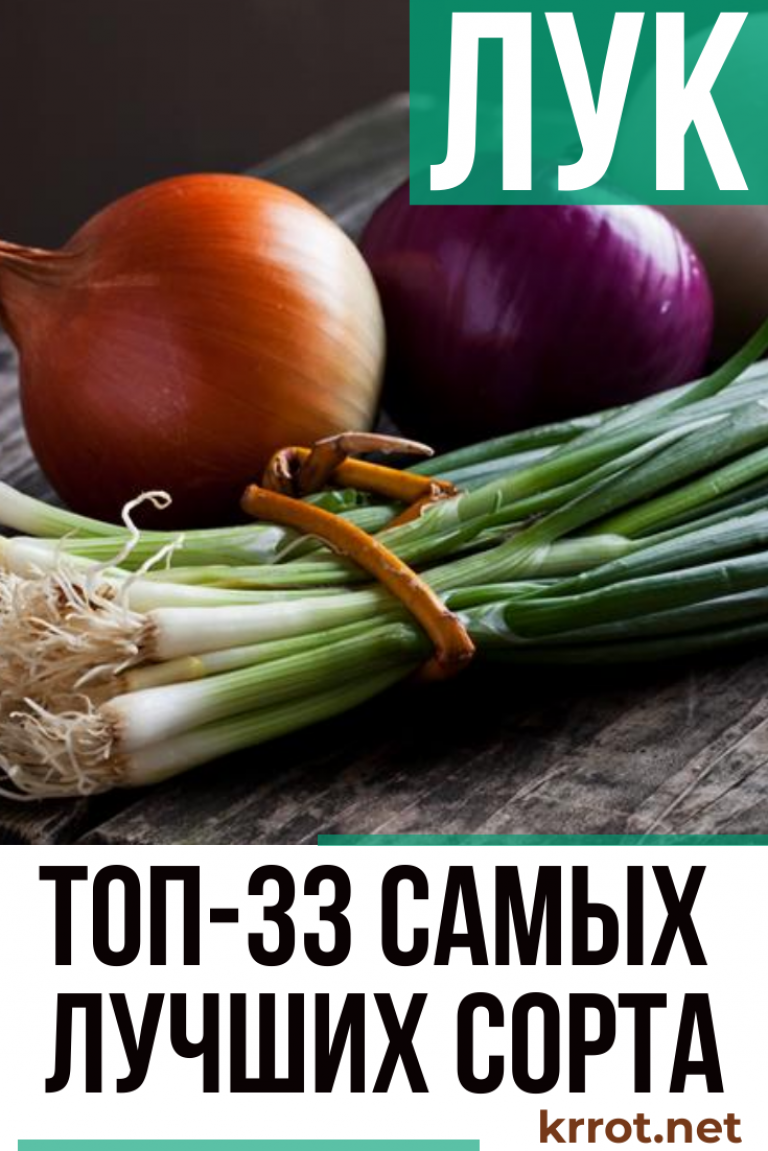Лук - Описание 33 Сортов, Фото и Характеристика +Отзывы